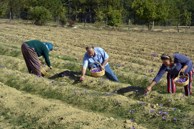 Safranda bu yıl hasat erken başladı